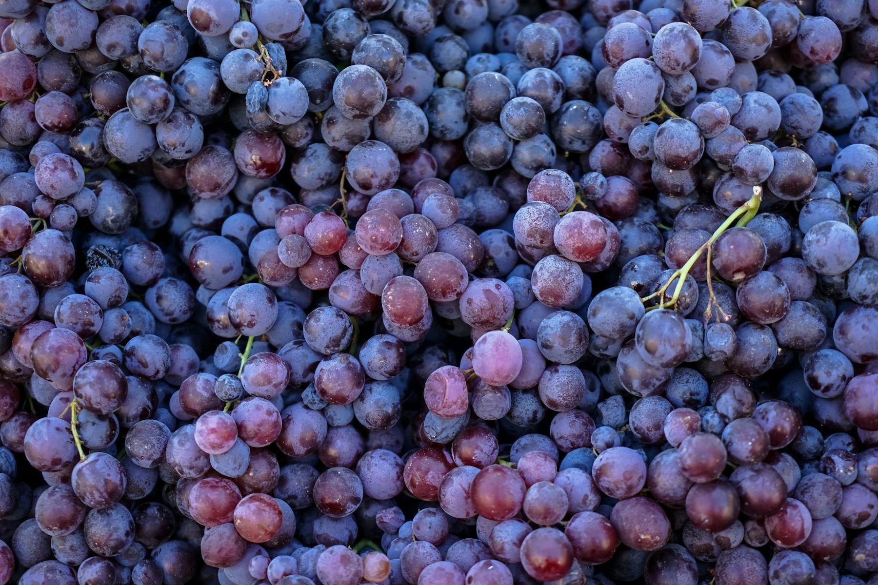 Nebbiolo: Piedmont's king grape variety